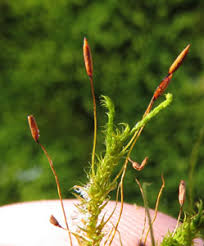 Attēlu rezultāti vaicājumam “Anomodon longifolius”