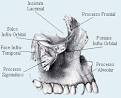 <b>Maxila</b> - Vista Lateral
