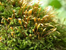 Attēlu rezultāti vaicājumam “Plagiothecium latebricola macro”