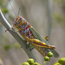 Attēlu rezultāti vaicājumam “Acrididae”