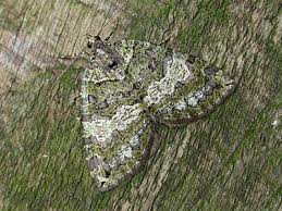 Attēlu rezultāti vaicājumam “Hydriomena furcata”