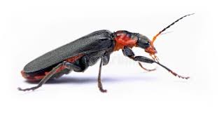 Attēlu rezultāti vaicājumam “Cantharis obscura”