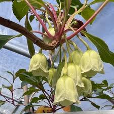 Attēlu rezultāti vaicājumam “Enkianthus chinensis”