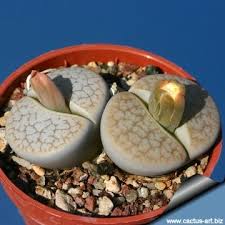 Attēlu rezultāti vaicājumam “Petractis sp.”