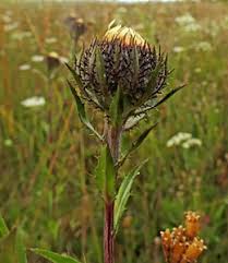 Attēlu rezultāti vaicājumam “Carlina biebersteinii bud”