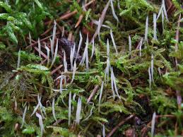 Attēlu rezultāti vaicājumam “Eocronartium muscicola”