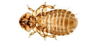 Attēlu rezultāti vaicājumam “Phthiraptera”