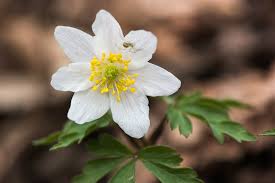 Image result for Buschwindröschen