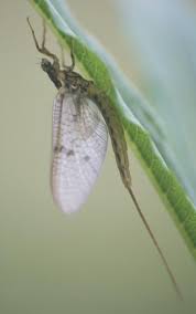 Attēlu rezultāti vaicājumam “Ephemera sp.”