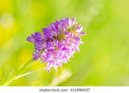 Attēlu rezultāti vaicājumam “Dactylorhiza majalis subsp. baltica leaf”
