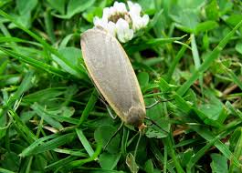 Attēlu rezultāti vaicājumam “Eilema griseola larva”