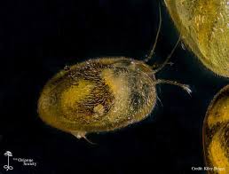 Attēlu rezultāti vaicājumam “Hemitrichia chrysospora sessile”