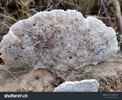 Attēlu rezultāti vaicājumam “Trichaptum abietinum”