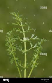 Attēlu rezultāti vaicājumam “Carum carvi leaf”