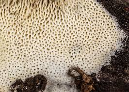 Attēlu rezultāti vaicājumam “Ceriporia”