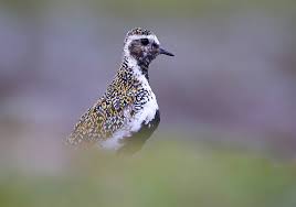 Attēlu rezultāti vaicājumam “Pluvialis apricaria adult”