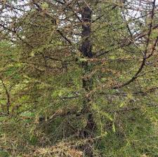 Attēlu rezultāti vaicājumam “Sacchiphantes abietis exuvia”