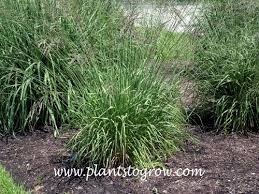 Attēlu rezultāti vaicājumam “Molinia caerulea fruit”