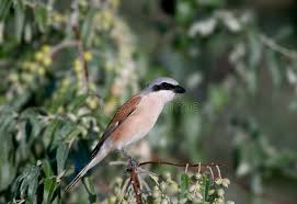 Attēlu rezultāti vaicājumam “Lanius collurio male”