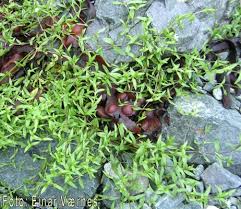 Attēlu rezultāti vaicājumam “Stellaria crassifolia”