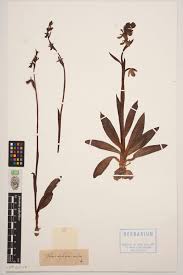 Attēlu rezultāti vaicājumam “Ophrys insectifera”