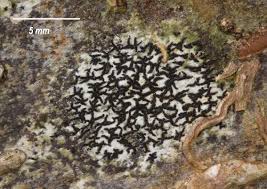 Attēlu rezultāti vaicājumam “Opegrapha atra”