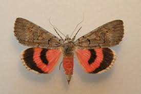 Attēlu rezultāti vaicājumam “Catocala pacta”