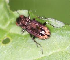 Attēlu rezultāti vaicājumam “Notiophilus biguttatus”