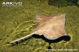 Image result for Dipturus batis