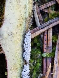 Attēlu rezultāti vaicājumam “Physarum murinum”