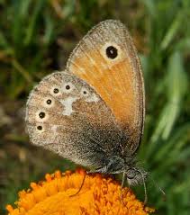 Attēlu rezultāti vaicājumam “Coenonympha tullia”