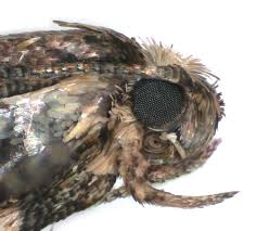 Attēlu rezultāti vaicājumam “Acrolepiopsis assectella”