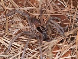 Attēlu rezultāti vaicājumam “Miturgidae”