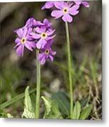 Attēlu rezultāti vaicājumam “Primula farinosa fruit”