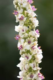 Image result for Verbascum blattaria