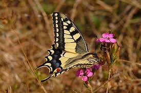Attēlu rezultāti vaicājumam “Papilio machaon upperside”