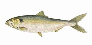 Image result for Alosa fallax