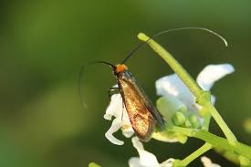 Attēlu rezultāti vaicājumam “Cauchas rufimitrella”