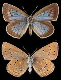 Attēlu rezultāti vaicājumam “Maculinea teleius”