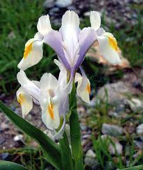 Attēlu rezultāti vaicājumam “Iris rosenbachiana flower”