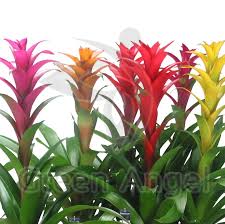 Картинки по запросу гусмания