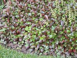 Attēlu rezultāti vaicājumam “Ajuga reptans bud”