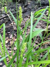 Attēlu rezultāti vaicājumam “Carex loliacea fruit”