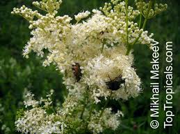 Image result for Filipendula ulmaria