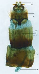 Attēlu rezultāti vaicājumam “Therevidae larva”