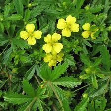 Image result for Potentilla erecta