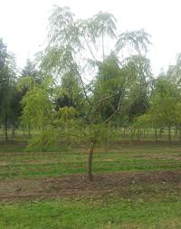 Attēlu rezultāti vaicājumam “Juglans nigra”