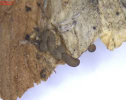 Attēlu rezultāti vaicājumam “Hemitrichia karstenii plasmodium”