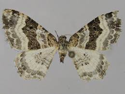 Attēlu rezultāti vaicājumam “Epirrhoe”