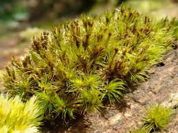 Attēlu rezultāti vaicājumam “Campylopus introflexus”